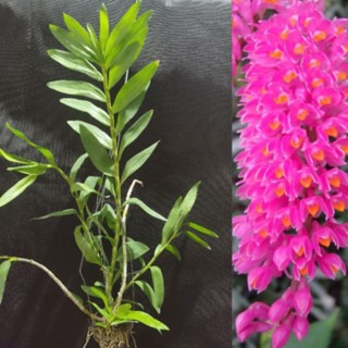Dendrobium Secundum เอื้องเเปรงสีฟัน​ กระถาง​ 3.5​ นิ้ว​