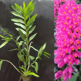 Dendrobium Secundum เอื้องเเปรงสีฟัน​ กระถาง​ 3.5​ นิ้ว​