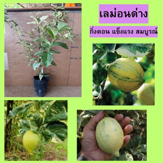 🍋เลม่อนด่าง กิ่งตอน🍋 🌲รสชาติเปรี้ยว กลิ่นหอมเฉพาะตัว🌲 🌼ความสูงต้น 45-50 ซม.🌼