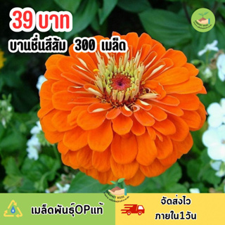 เมล็ดพันธุ์ ดอกบานชื่นสีส้ม บรรจุ 300 เมล็ด