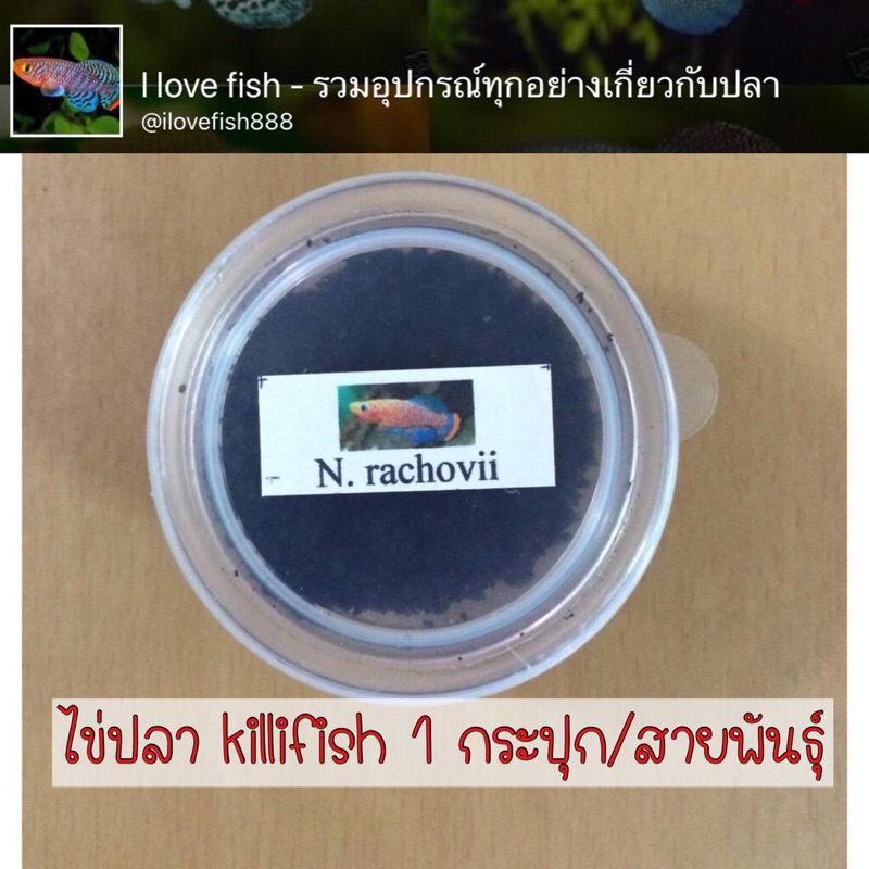 Hatchio - killifish Ver.1 ปลาคิลลี่ คิลลี่ฟิช ไข่ใหม่ ฟักติดแน่นอน