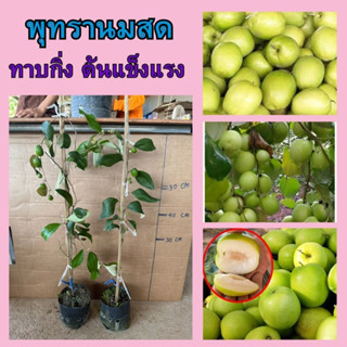 🍏พุทรานมสด ทาบกิ่ง🍏 🌼กรอบ หวานหอมกลิ่นนมสด🌼 🌲ความสูงต้น 50-60 ซม.🌲