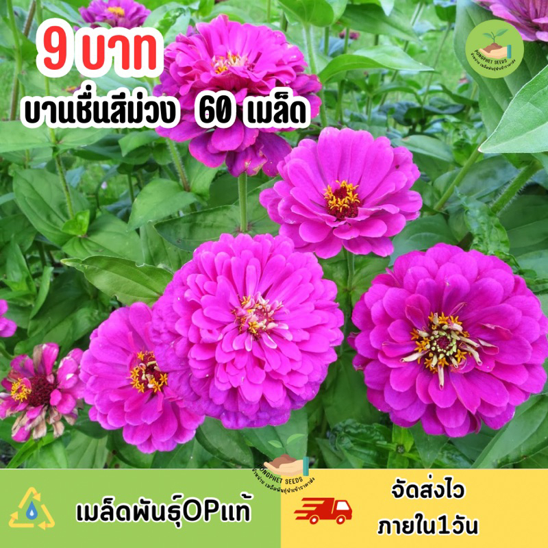 9 บาท เมล็ดพันธ์ุ ดอกบานชื่นสีม่วง บรรจุ 60 เมล็ด

<p>“><center></p>
<h4></h4>
<p><p><font color=