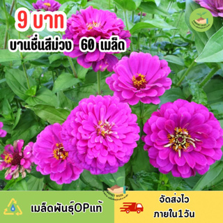 9 บาท เมล็ดพันธ์ุ ดอกบานชื่นสีม่วง บรรจุ 60 เมล็ด