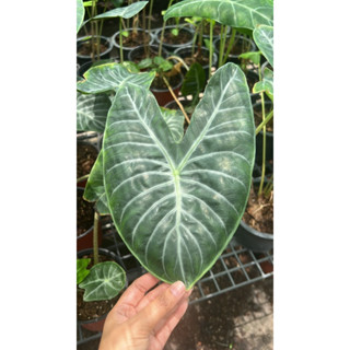 Alocasia #ไอวอรี่โคสต์ ALOCASIA CARE:(ALOE-CAY-SHA)