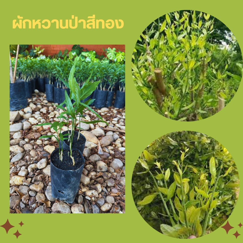 ต้นผักหวานป่าสีทอง เพาะเมล็ด ผักรสมันหวาน