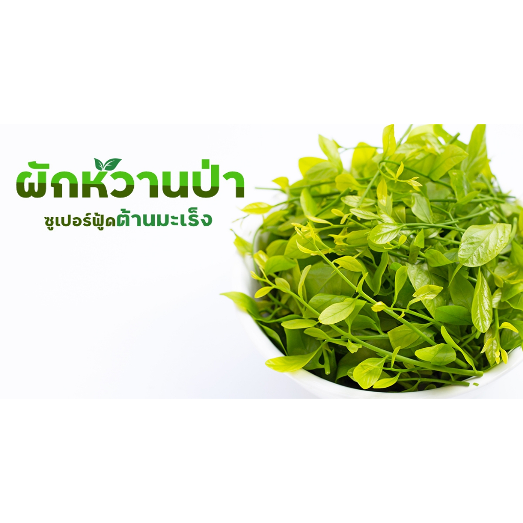 ต้นผักหวานป่าสีทอง เพาะเมล็ด ผักรสมันหวาน รูปที่ 6