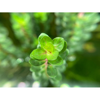 Rotala indica bonsai ก้านธูปเขียว