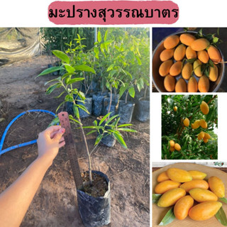 🍑มะปรางสุวรรณบาตร ต้นเสียบยอด🍑 🌼เป็นมะปรางรสชาติหวานกรอบ เนื้อเยอะ เนื้อสุกแน่น🌼 🌲ความสูง 45-50 ซม.🌲