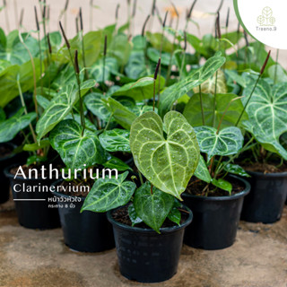 Treeno.9  T43 หน้าวัวหัวใจ (Anthurium ) กระถาง 8 นิ้ว / สูง 30-40 ซม. / ไม้ประดับ ไม้ดอก  (ต้นไม้)