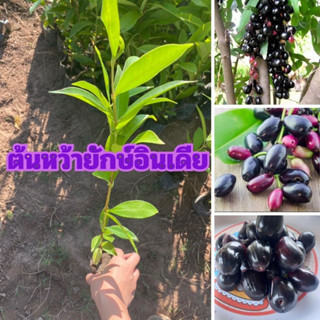 🍇ต้นหว้ายักษือินเดีย เพาะเมล็ด🍇 🌼ผลใหญ่ เนื้อเยอะ รสหวาน ฝาด เปรี้ยว🌼 🌲ความสูง 35 ซม.🌲