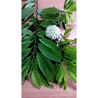 ใบน้อยหน่า(Custard Apple) ใบน้อยหน่าสด ใบบักเขียบ ฆ่าเหา ฆ่าแมลง 1กก 99 บาท เก็บสดๆจากสวน