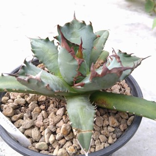 agave titanota no.1 อากาเว่ no.1