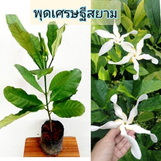 พุดเศรษฐีสยาม,ดอกกังหันลมยักษ์🌸ไม้ดอกหอม🌿ต้นสูง50-60ซม.มีติดดอก