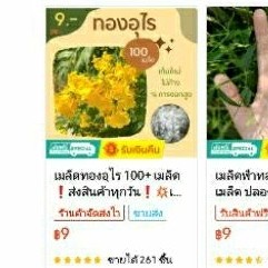 เมล็ดพันธุ์ทองอุไร  500-2500 เมล็ด เก็บใหม่ๆ ยิ่งซื้อมาก ยิ่งคุ้ม