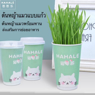 พร้อมส่ง ต้นหญ้าแมวพร้อมทาน หญ้าแมว เมล็ดข้าวสาลี เมล็ดพันธุ์คุณภาพ ออร์แกนิค อัตราการงอกสูง