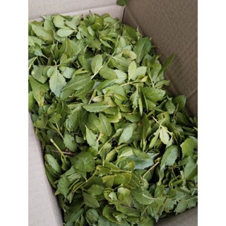 ขลู่ หนาดวัว สมุนไพรขลู่ ขายใบสด1กิโลกรัม100บาท(เฉพาะใบเท่านั้น)