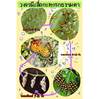 อัปเดท📣📣📣(5-9-66)ชุดวงจรผีเสื้อกะทกรกธรรมดา🦋🦋ถึงตัวจะมีขนแต่ไม่คันค่ะจับได้