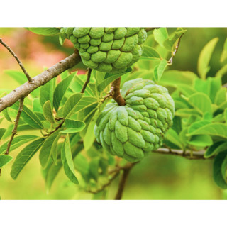 ใบน้อยหน่า(Custard Apple) ใบน้อยหน่าสด ใบบักเขียบ   1กก 99 บาท