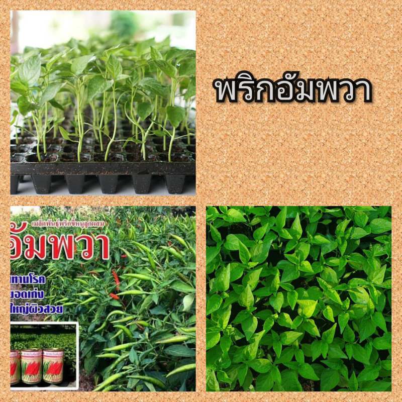 พริกอัมพวาโกลว  50  ต้น