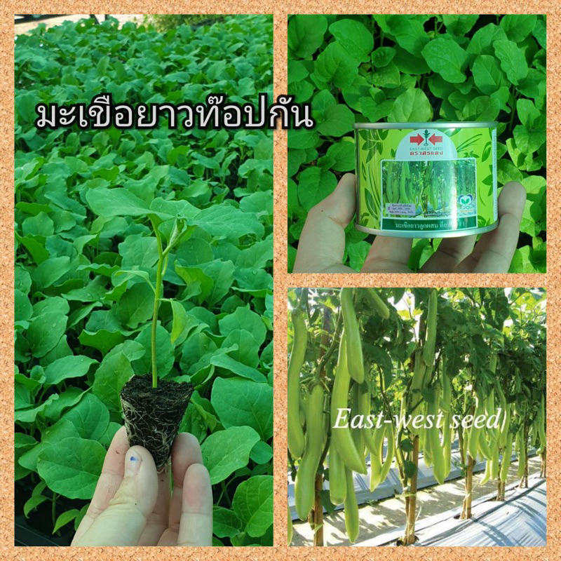 มะเขือยาวท๊อปกัน   จำนวน   50  ต้น