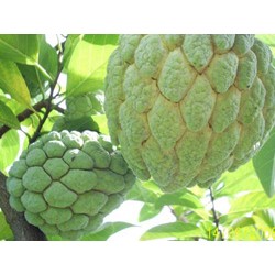 ใบน้อยหน่า(Custard Apple) ใบน้อยหน่าสด ใบบักเขียบ ฆ่าเหา ฆ่าแมลง 1กก 99 บาท เก็บสดๆจากสวน