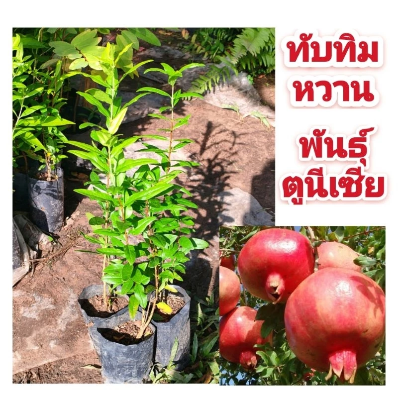 ทับทิม พันธุ์ตูนีเชีย ผลใหญ่ 2-3 ลูก/กิโล เนื้อเยอะ หวานฉ่ำ ปลูกง่ายโตไว ต้นกล้าเเข็งเเรงพร้อมปลูกเป็นไม้มงคล