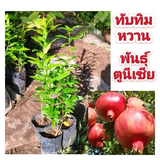 ทับทิม พันธุ์ตูนีเชีย ผลใหญ่ 2-3 ลูก/กิโล เนื้อเยอะ หวานฉ่ำ ปลูกง่ายโตไว ต้นกล้าเเข็งเเรงพร้อมปลูกเป็นไม้มงคล