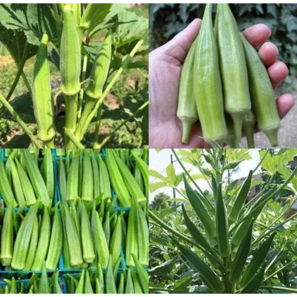 40+ เมล็ด เมล็ดกระเจี๊ยบมอญสีเขียว (ปลูกง่าย ชอบแดดจัด ออกฝักดกสีเขียว อายุเก็บเกี่ยวเพียง 60-70 วัน)