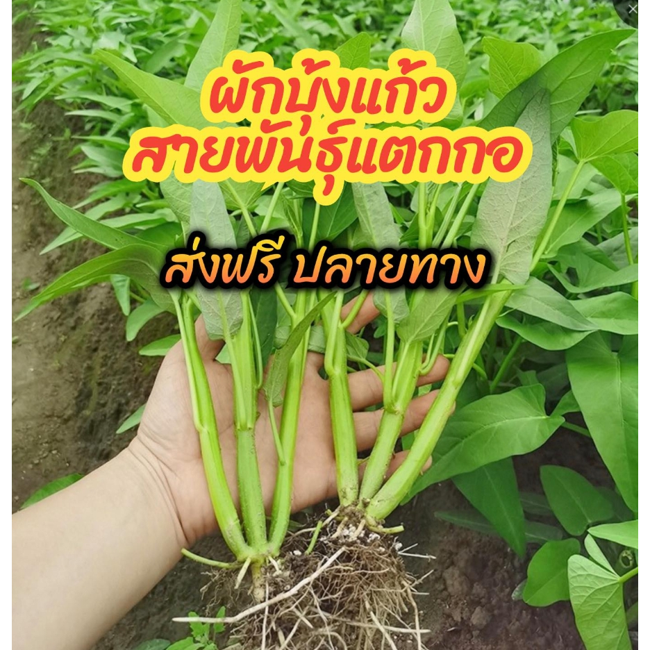 เมล็ดผักบุ้งแก้วสายพันธ์แตกกอคัดพิเศษชุด800-1000เมล็ด1ต้นแตกกอได้3-5กอแถมปุ๋ยและวิธีการปลูกให้ มีปลายทางส่งของทุกวัน