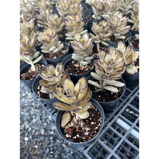 ใบกำมะหยี่สีน้ำตาล ขลิบใบด้วยน้ำตาล  #Kalanchoe Tomentosa Dorothy Brown