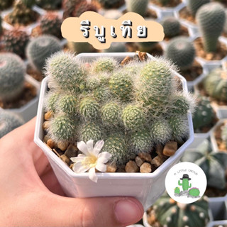 🌵 A Little cactus🌵| แคคตัส กระบองเพชร รีบูเทียดอกขาว