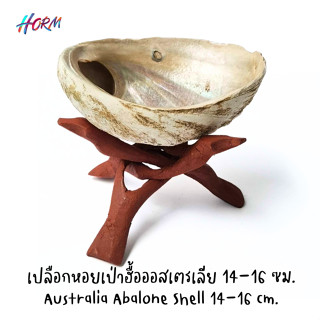 (14-16 cm.) เปลือกหอยเป๋าฮื้อ ออสเตรเลีย Australian Abalone Shell หอยอะบาโลน ไม่รวมขาตั้ง