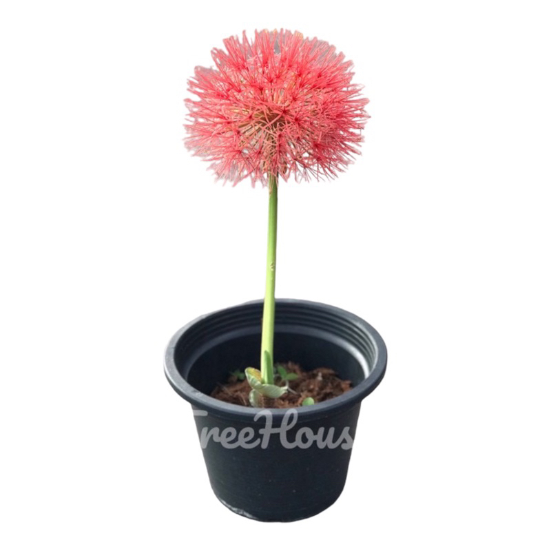 ว่านกุมารทอง กระถาง 6 นิ้ว / Puff Lily pot 6 ยังไม่มีดอก
