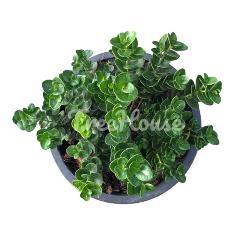 มหาเฮง กระถาง 8 นิ้ว / Natal Plum pot 8