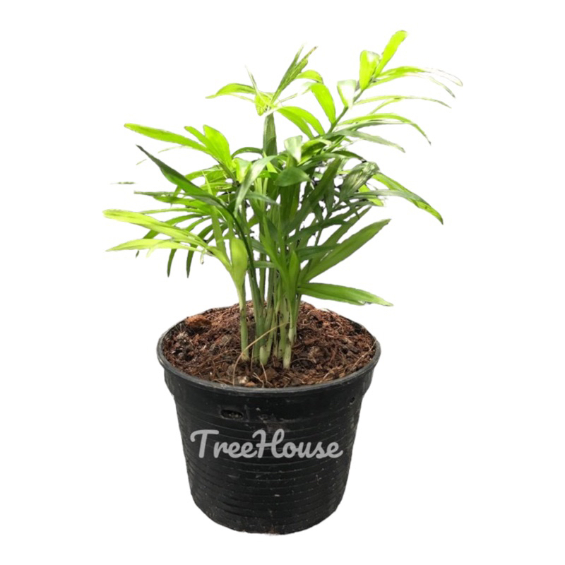 ปาล์มไผ่แคระ ในกระถาง 3 นิ้ว / Chamaedorea seifrizii Burret pot3