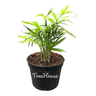 ปาล์มไผ่แคระ  ในกระถาง 3 นิ้ว / Chamaedorea seifrizii Burret pot3