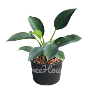 ฟิโลเดนดรอน กรีนปริ๊นเซส (Philodendron green princess) กระถาง 6 นิ้ว