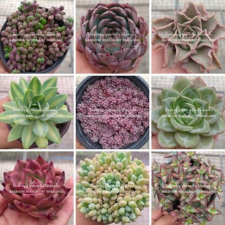 กุหลาบหิน ไม้อวบน้ำ สายพันธุ์ใหม่ๆ VOL1 succulent Echeveria cactus haworthia lithop ต้นไม้น่ารัก