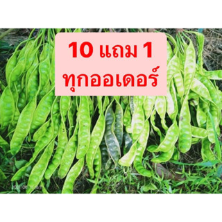 สะตอ ส่งเคอรี่ (10 แถม 1) สะตอข้าว สะตอปักษ์ใต้ สะตอสวยๆ อ่านรายละเอียดก่อนสั่งนะคะ