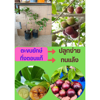 🍇ตะขบยักษ์ กิ่งตอน🍇 🌼ผลสุกมีรสหวาน ใช้รับประทานได้ มีวิตามินซีสูง🌼 🌲ความสูง 45-55 ซม.🌲