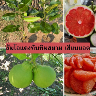 🍐ส้มโอแดงทับทิม ต้นเสียบยอด🍐 🌼รสชาติหวานฉ่ำ และรูปผลมีจุกหัวแหลม เป็นจุดเด่นของส้มโอทับทิมสยาม🌼 🌲ความสูง 45-50 ซม.🌲