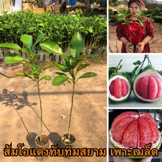 🍐ส้มโอแดงทับทิม เพาะเมล็ด🍐 🌼เนื้อสีแดงคล้ายทับทิม รสชาติหวานฉ่ำ🌼 🌲ความสูงต้น 35 ซม.🌲