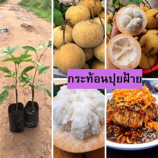 🍊กระท้อนปุยฝ้าย ติดตา🍊 🌼มีเนื้อนุ่มฟู ปุยที่เม็ดหนามาก ผลกลมแป้นไม่มีจุก รสหวาน🌼 🌲ความสูงต้น 45-55 ซม.🌲