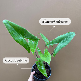 ต้นอโลคาเซียม้าลาย #Alocasia zebrina