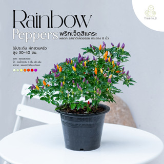 Treeno.9 T100 พริกเจ็ดสีแคระ ผลดก รสชาติเผ็ดอร่อย (Rainbow Peppers) กระถาง 8 นิ้ว / สูง 30-40ซม. / ไม้ประดับ ผักสวนครัว (ต้นไม้)