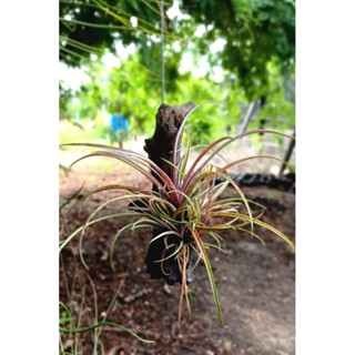 Tillandsia capitata domingensis ติดตอไม้