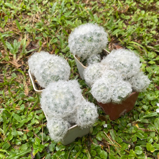 กระบองเพชร/Mammillaria plumosa พลูโมซา/แมมขนนก/cactus/กระบองเพชร/ต้นไม้น่ารัก