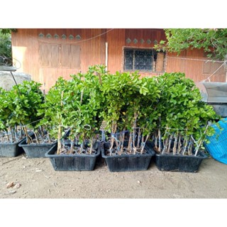 กิ่งตอนแก้วเจ้าจอมพันธุ์ ผสม 4+6 หรือ 10 ใบ