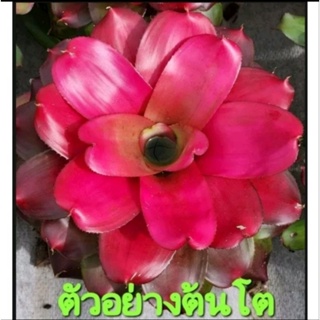 สับปะรดสี Bromeliad Neoregelia  Red Tip จำนวน 1 ต้น จัดส่งแบบถอดกระถาง ต้นไม้สวยงาม ฟอกอากาศ ต้นไม้มงคล